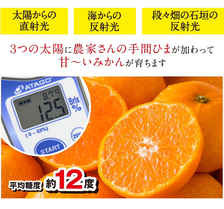 3つの太陽に農家さんの手間ひまが加わって甘〜いみかんが育ちます。平均糖度は約12度！