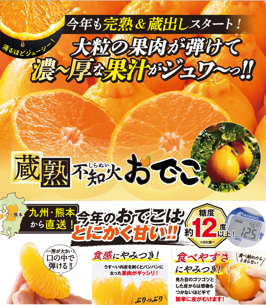 今年も完熟＆蔵出しスタート！大粒の果肉が弾けて濃～厚な果汁がジュク～っ‼蔵熟不知火おでこ　九州・熊本から直送！今年のおでこはとにかく甘い！糖度約12度以上！