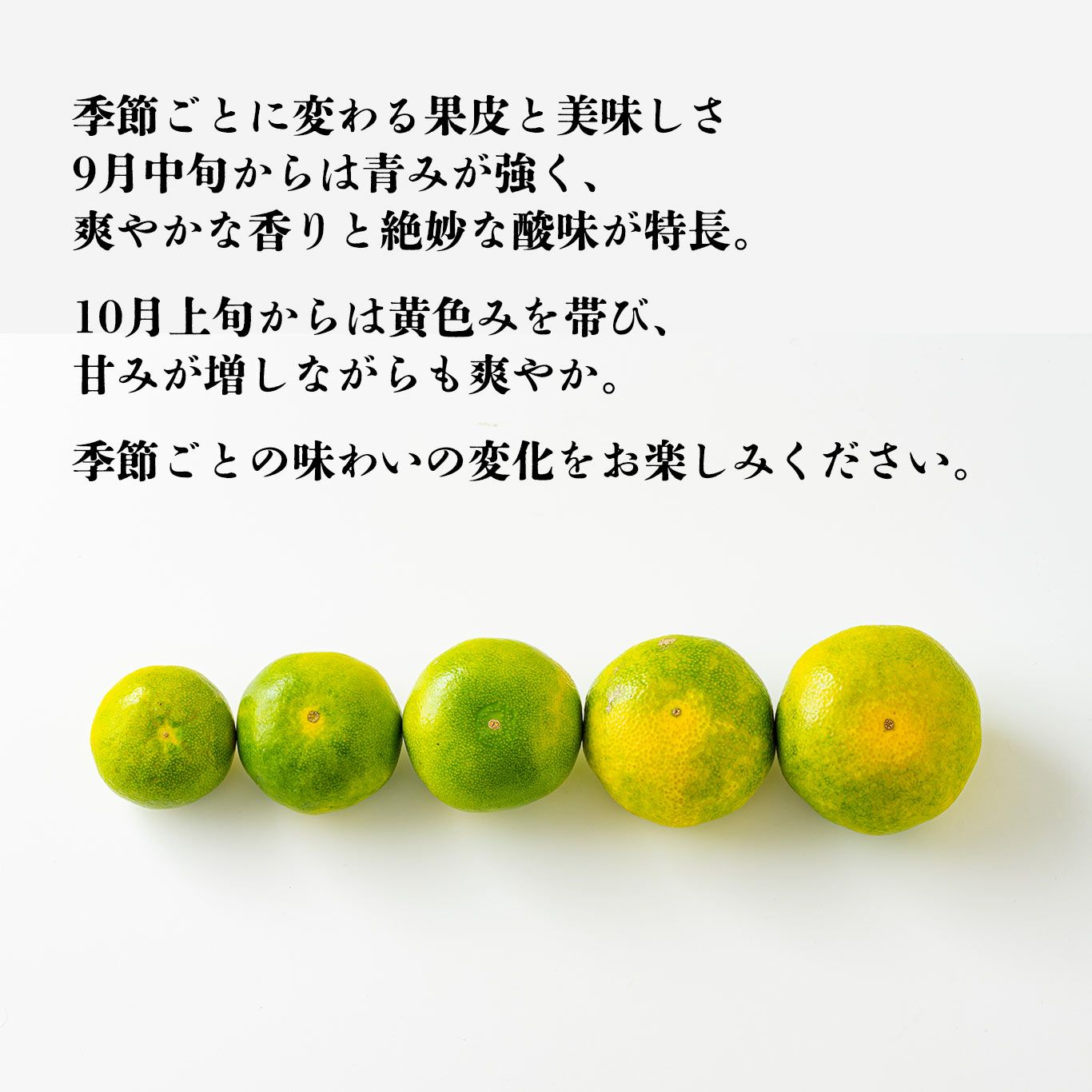 一番出荷　温州みかん（極早生） 約5kg（45～90玉前後 L～Sサイズ）【送料無料】