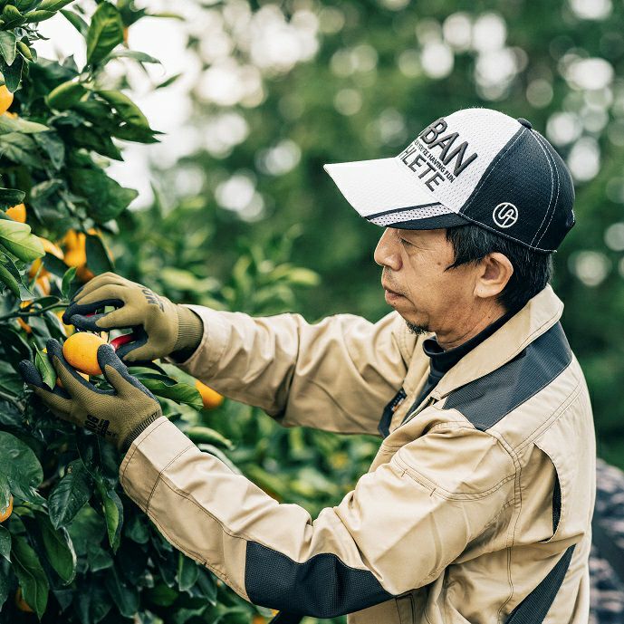  岩城さんのこだわりみかん“とろ蜜柑” 約3kg【送料無料】