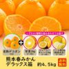 熊本春みかん　デラックス箱(約4.5kg）【送料無料】