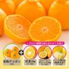 熊本春みかん　デラックス箱(約4.5kg）【送料無料】