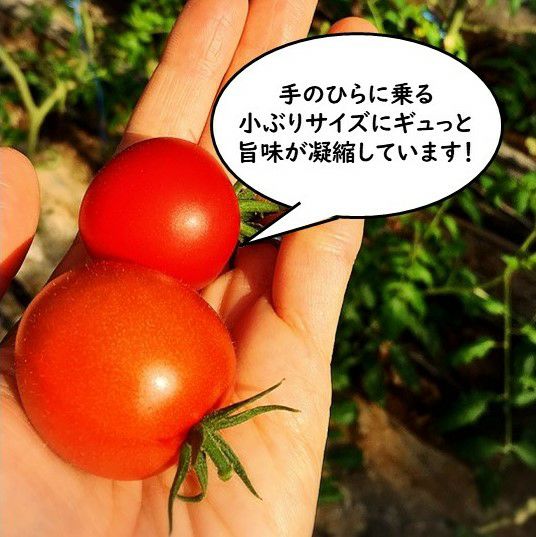 弾ける美味しさ！完熟　極甘トマト　（約１ｋｇ／18～24玉）