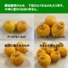 蔵熟不知火おでこ 約4kg（15～22玉入り）【送料無料】