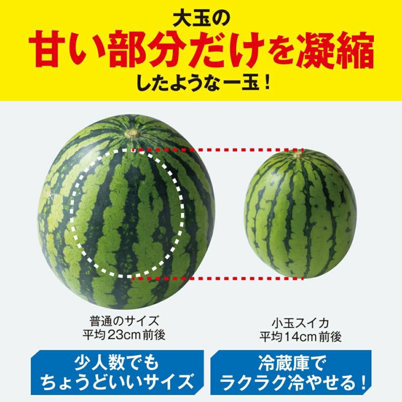 少人数家族にもおすすめ！熊本産 小玉すいか 1玉【送料無料】