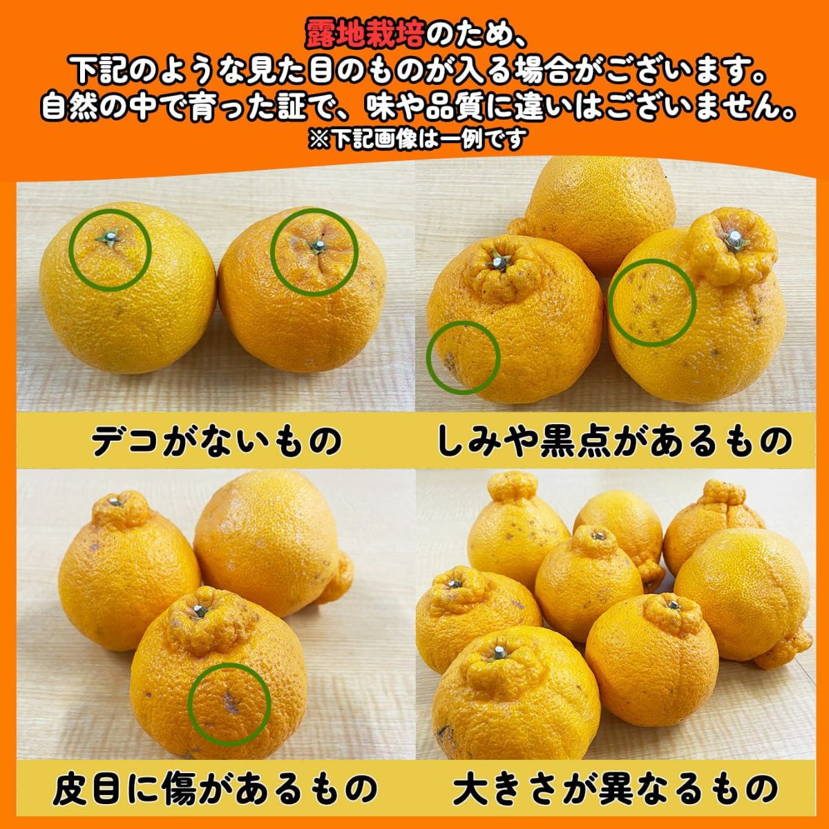 ≪お試し価格≫蔵熟不知火おでこ 約2kg（6～12玉入り 大小混合）※同一住所2箱以上のご注文で送料無料！1月下旬～２月上旬出荷予定