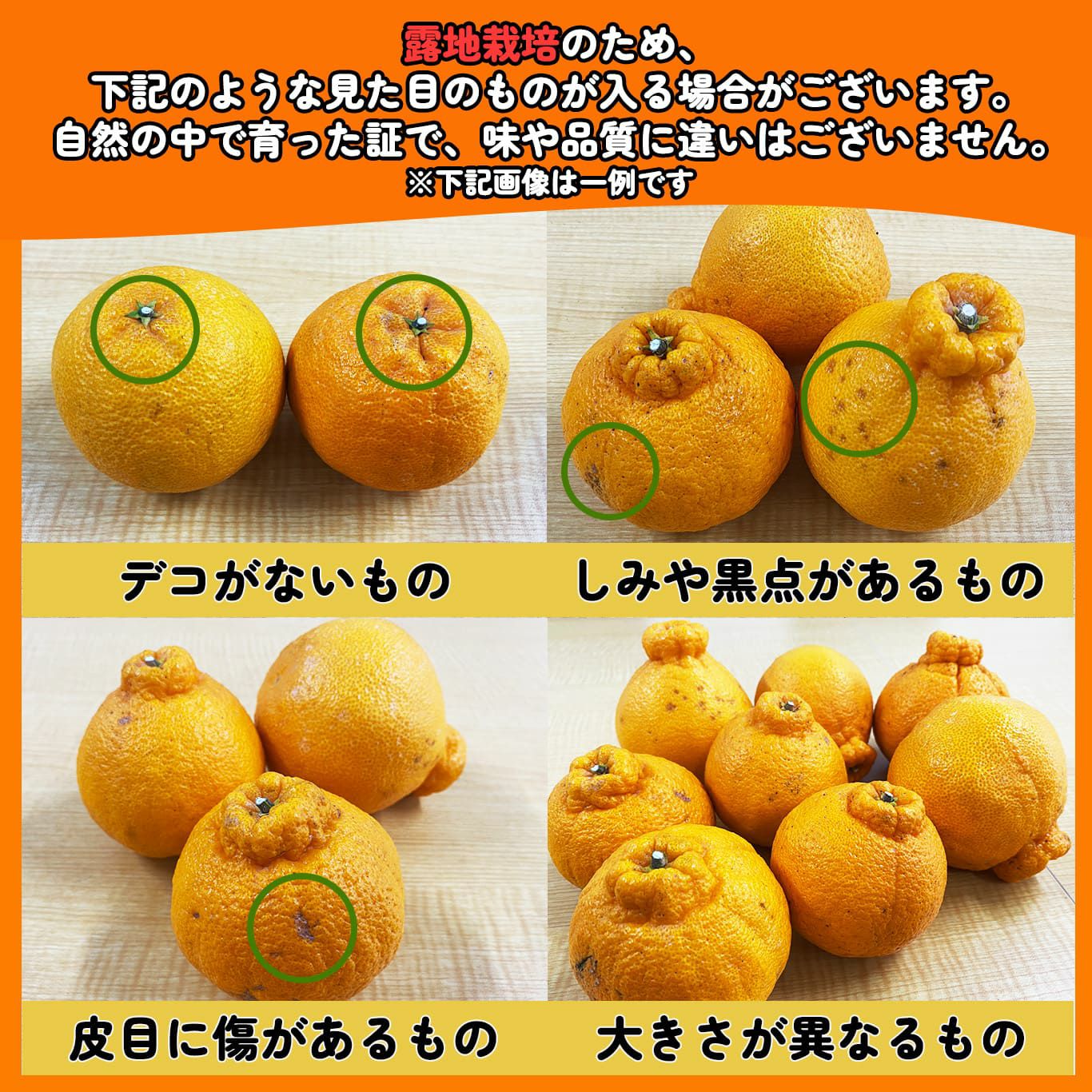 蔵熟不知火おでこ 約2kg（6～12玉入り 大小混合）【送料無料】