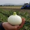 生でも火を通しても甘～い！ 熊本産 塩たまねぎ「とろたま」4kg（15玉前後）