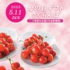 ≪２０２５年母の日限定ギフト≫ 山形県産直！完熟さくらんぼ「佐藤錦」ダイヤパック（100ｇ×２パック）【送料無料】