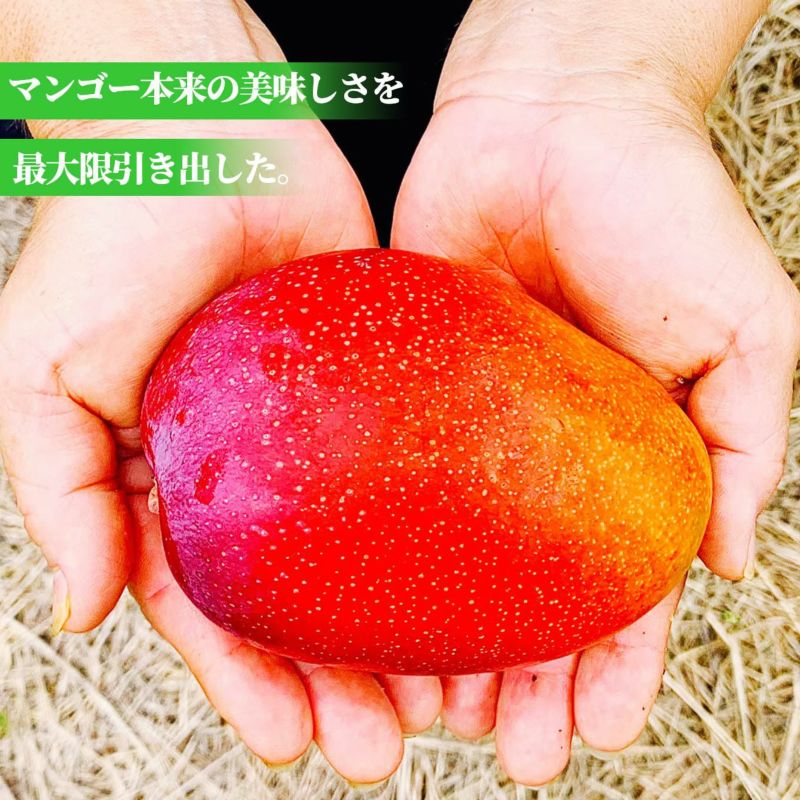 宮古島産 完熟マンゴー 3～4玉入り（約1.8kg前後）【送料無料
