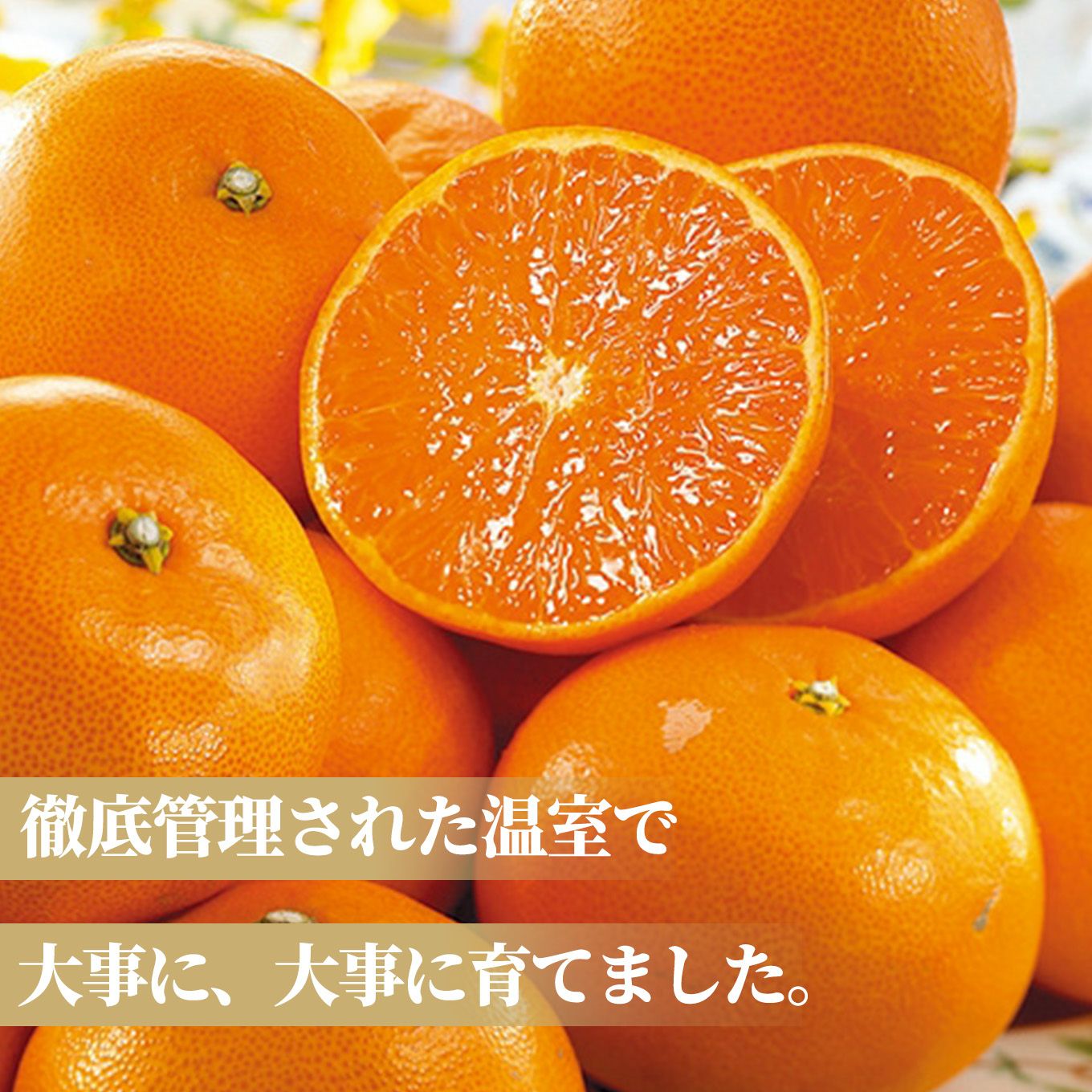 熊本県産　ハウス栽培　温州みかん 2.3kg（20～40玉入り）【送料無料】