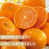熊本県産　ハウス栽培　温州みかん 2.3kg（20～40玉入り）【送料無料】
