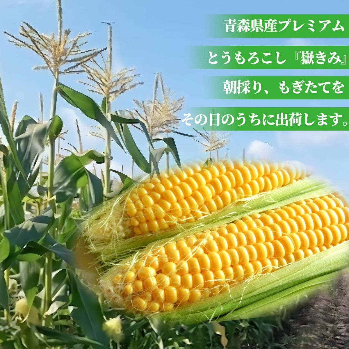 青森県産　朝どれ嶽きみ（とうもろこし）　５本　【送料無料】