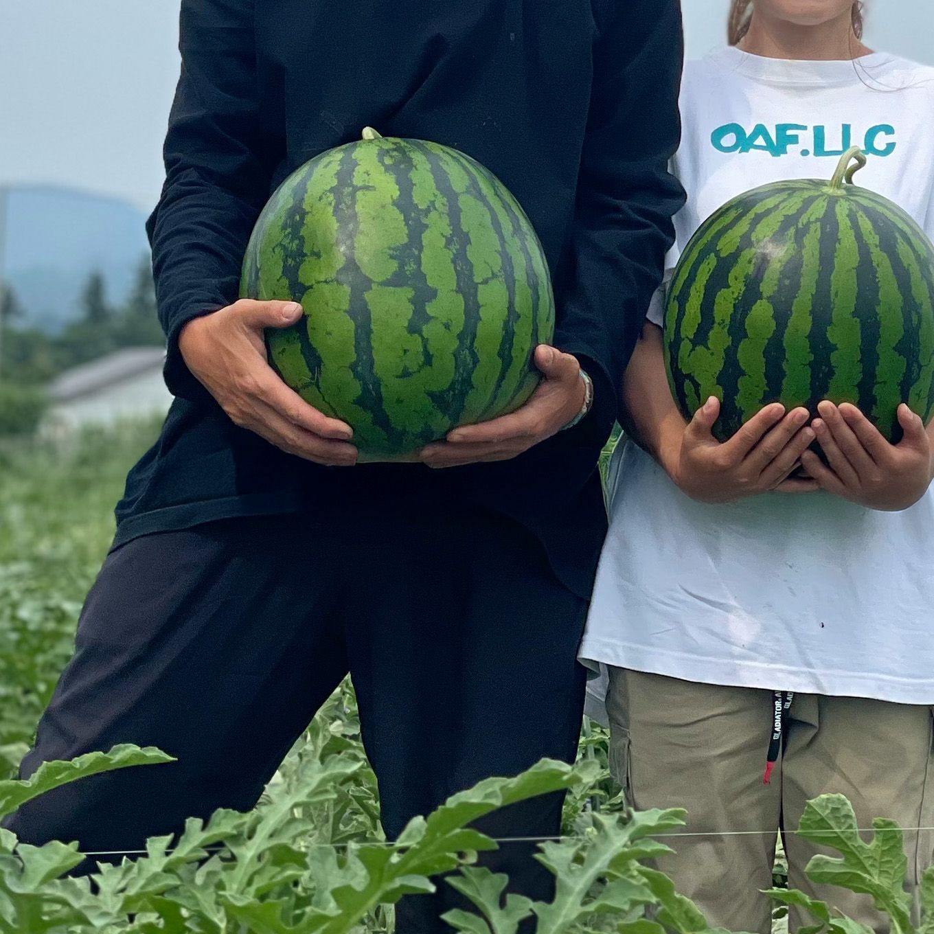  菅野さんの大玉すいか（１玉：約6.8㎏以上／３L～２L）【送料無料】