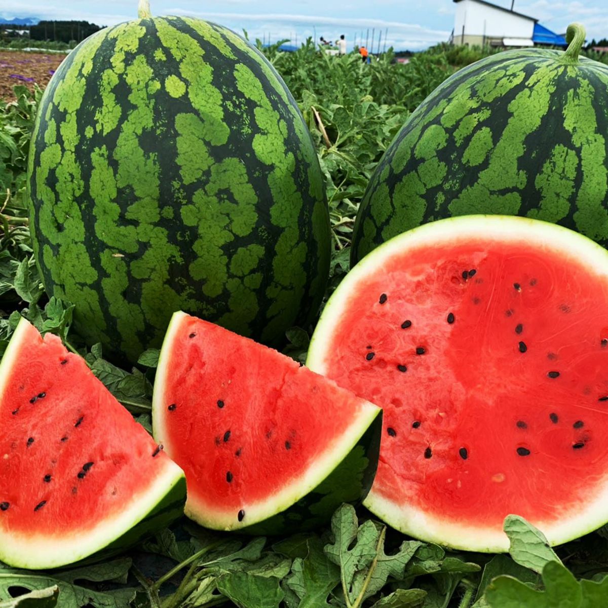  菅野さんの大玉すいか（１玉：約6.8㎏以上／３L～２L）【送料無料】