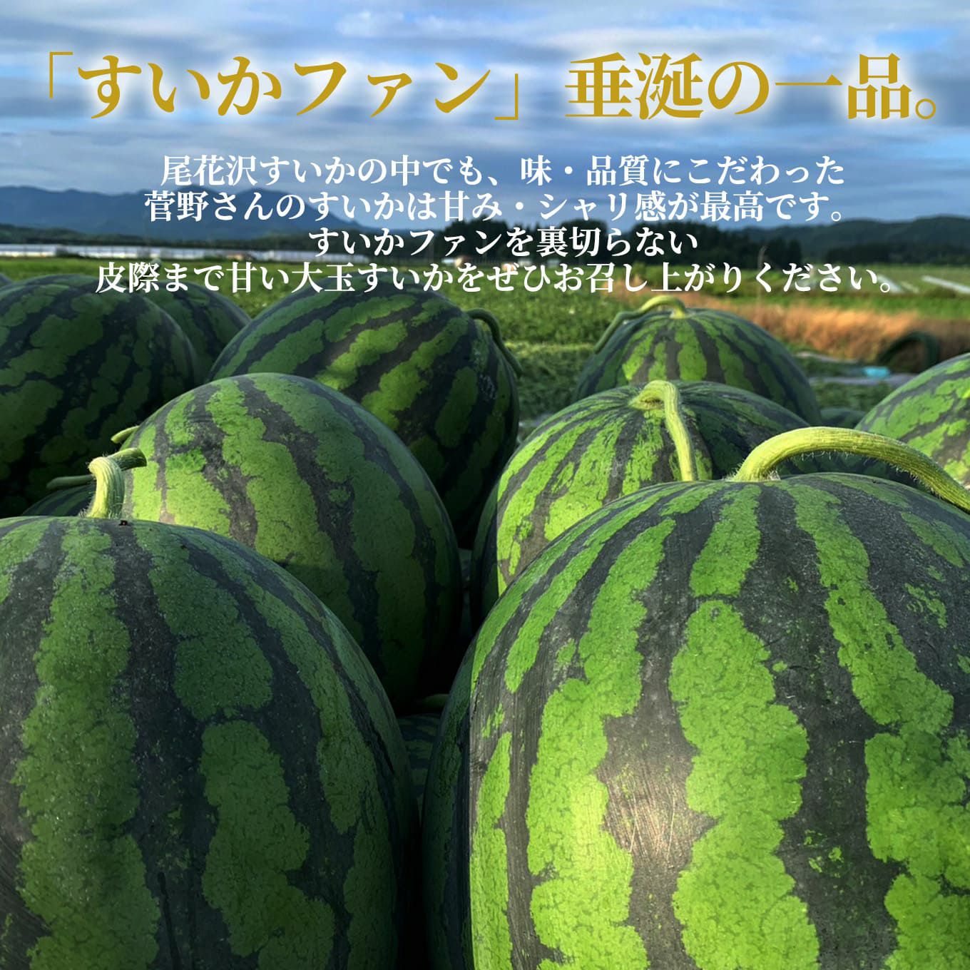 菅野さんの大玉尾花沢すいか（1玉：約10.8㎏以上／7L～6L）【送料無料】