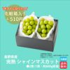 完熟　シャインマスカット　２房（1房：600ｇ前後） 【送料無料】