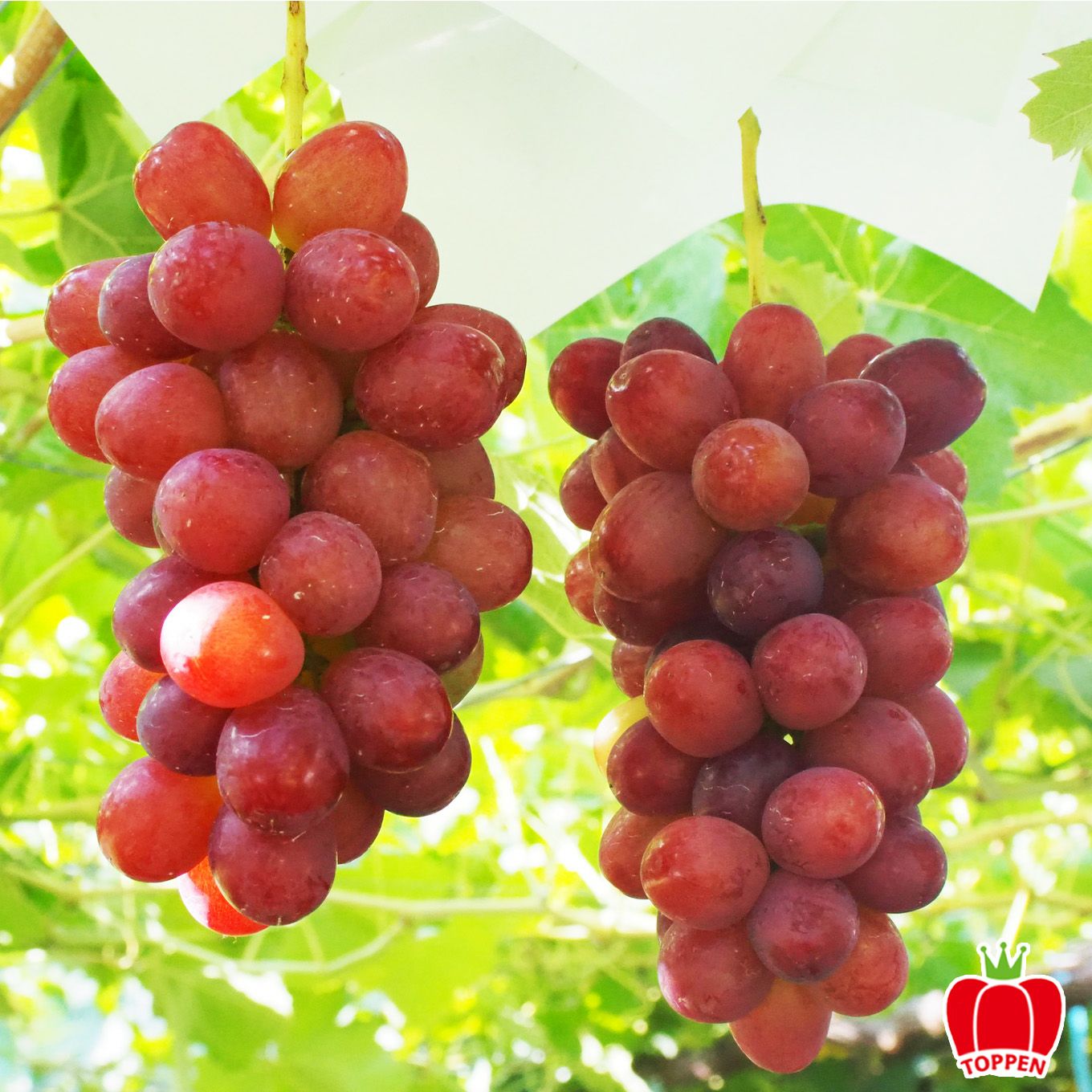 完熟　クイーンルージュ　１房（約500ｇ前後） 【送料無料】