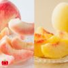 山形県産　完熟 白桃・黄桃 詰め合わせ 約2kg（5～10玉入り）秀品：化粧箱 【送料無料】