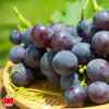  岡山県産直　ご家庭用オーロラブラック 約1.2kg(2～3房)【送料無料】
