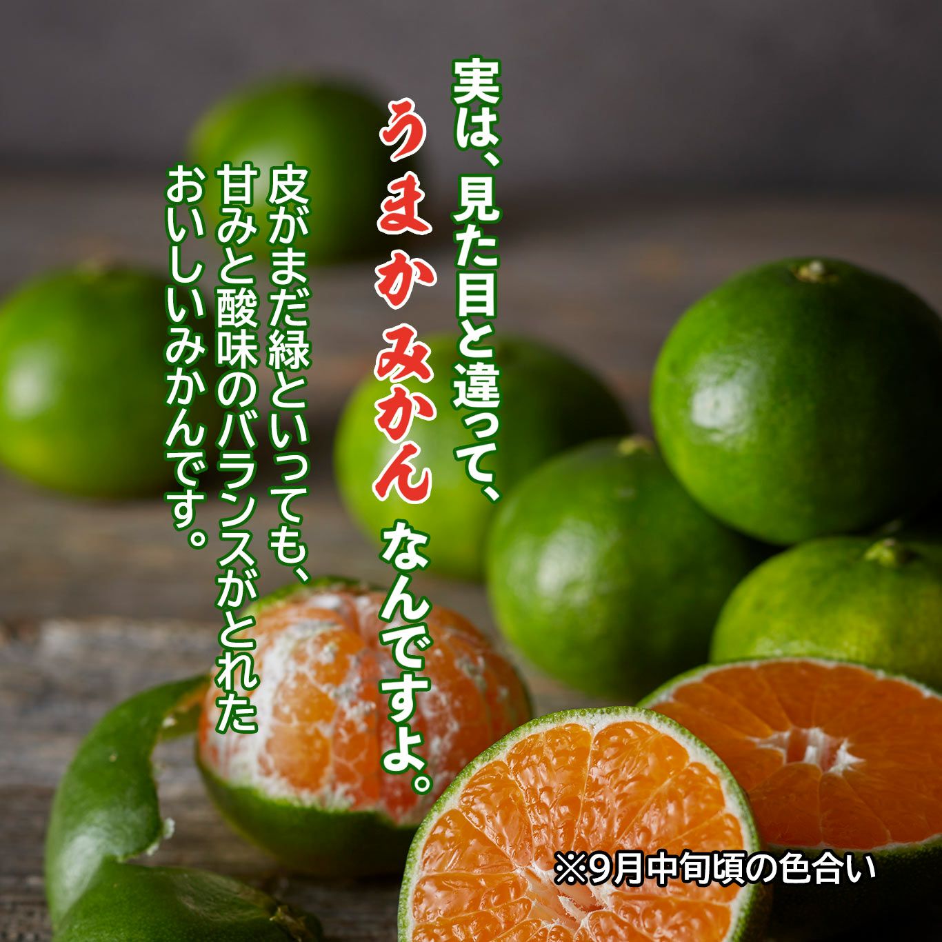 一番出荷　温州みかん（極早生） 約4kg（30～40玉前後 L・Mサイズ／玉揃い）【送料無料】