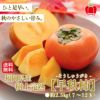 樹上完熟　早秋柿　約2.5ｋｇ（７～12玉）【送料無料】