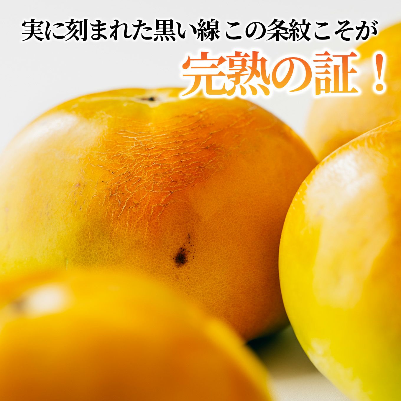 お徳用 秋王柿　約2.5ｋｇ（８～12玉）【送料無料】