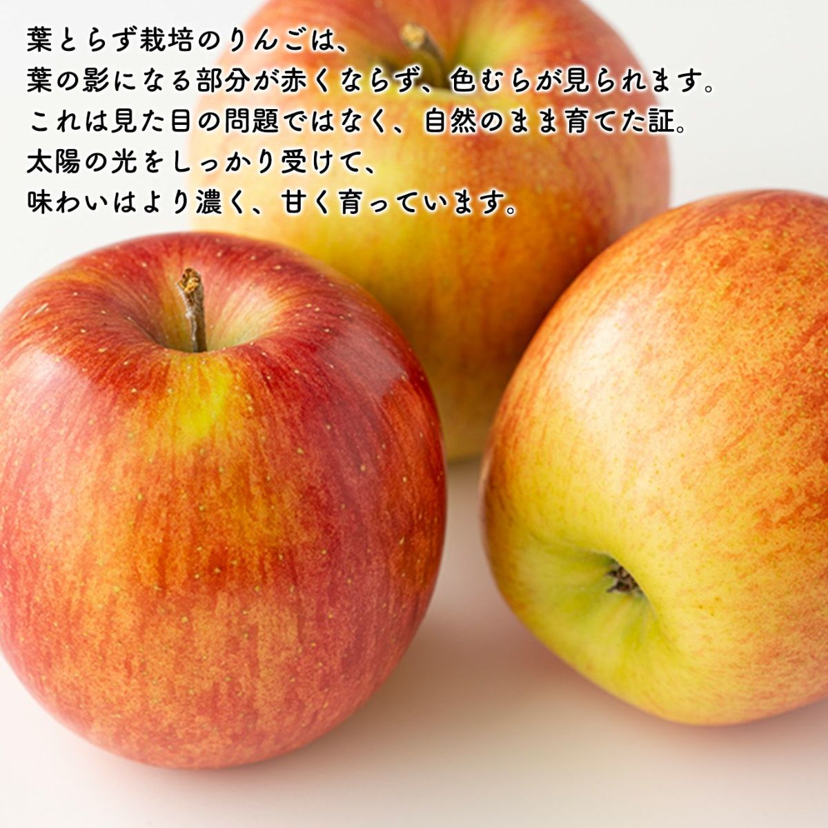 ≪初回限定！お試し価格≫葉とらず完熟　蜜入りサンふじ 　約2.5kg（7～10玉入）【送料無料】