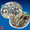 ≪期間限定≫サロマ湖産　昭栄丸の牡蠣　殻付き２kg ＋むき身 500g【送料無料】≪冷蔵便≫