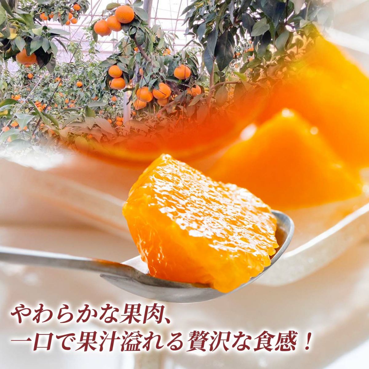 愛媛県産直！完熟あいか　3ｋｇ（12玉／2L）【送料無料】