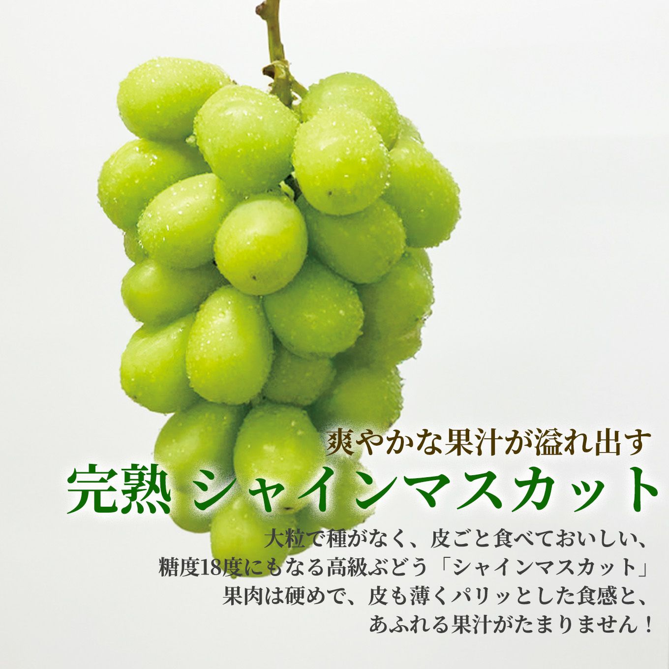 完熟 シャインマスカット　２房（1房：500ｇ前後） 【送料無料】