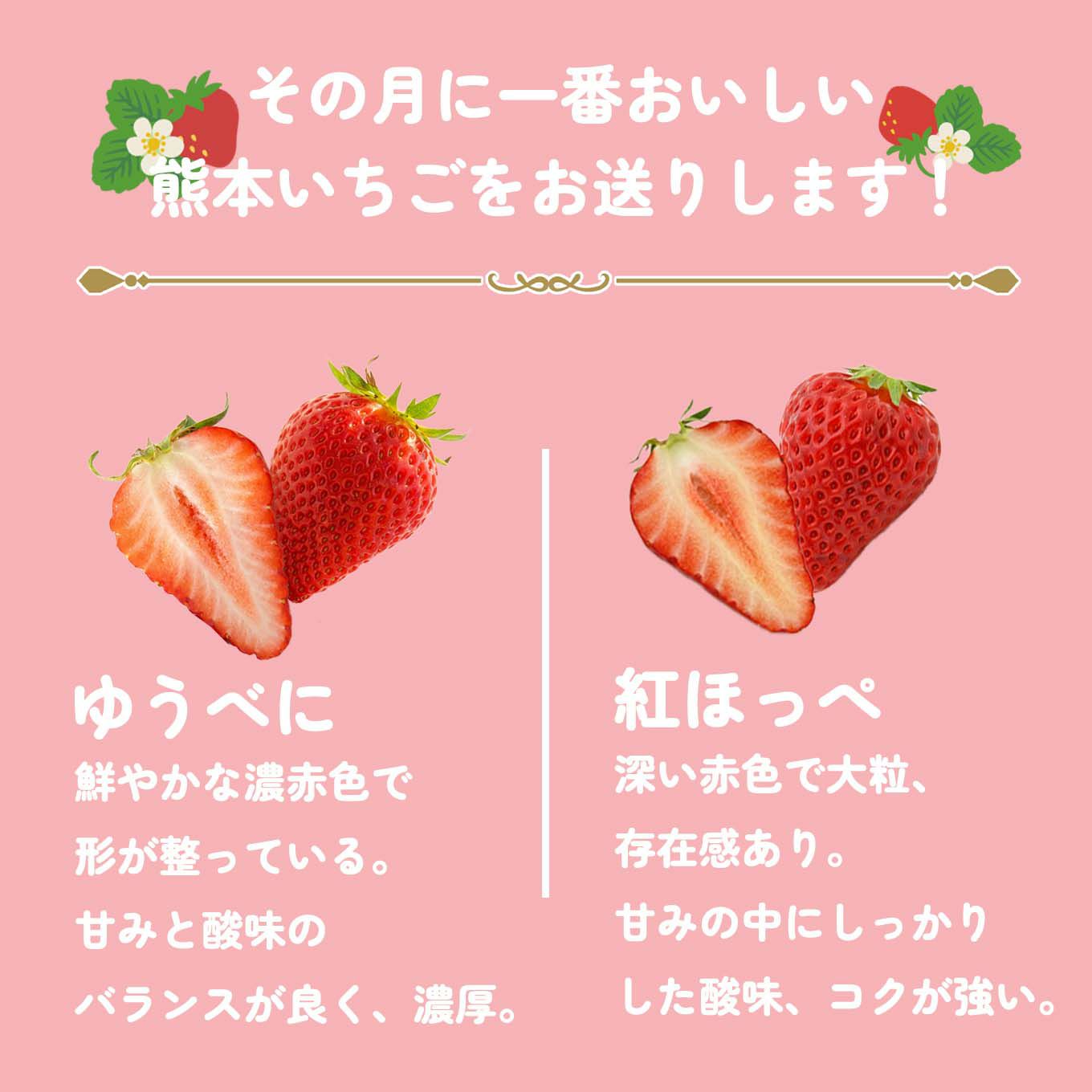  熊本いちご短期定期便（１～３月限定/月1回お届け 価格は毎月一律）【送料無料】