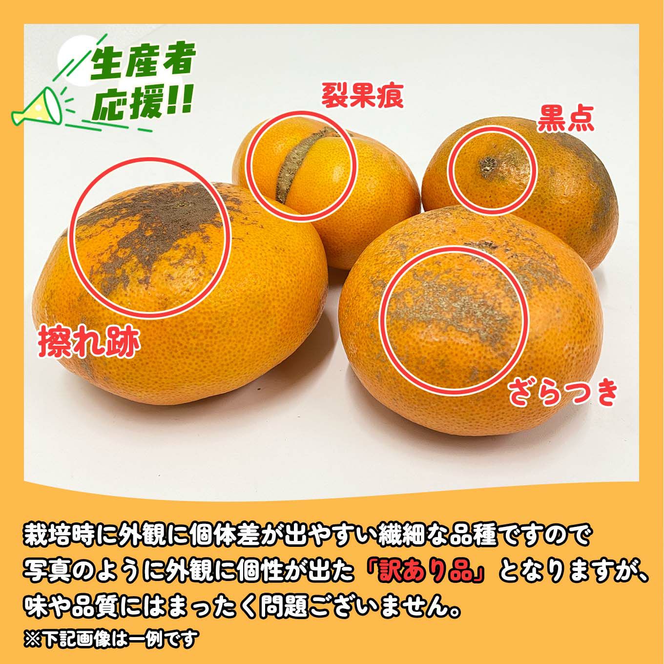 愛媛県産直　訳あり 甘平（かんぺい）2.5kg（１０玉前後）【送料無料】