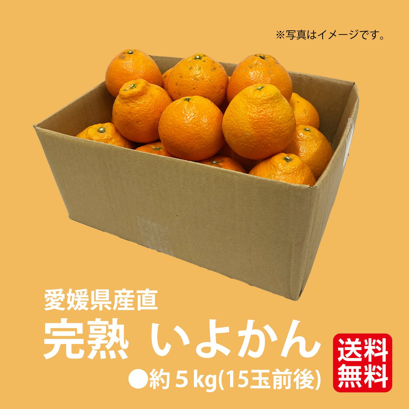 愛媛県産直　訳あり 完熟いよかん　５kg（１５玉前後）【送料無料】